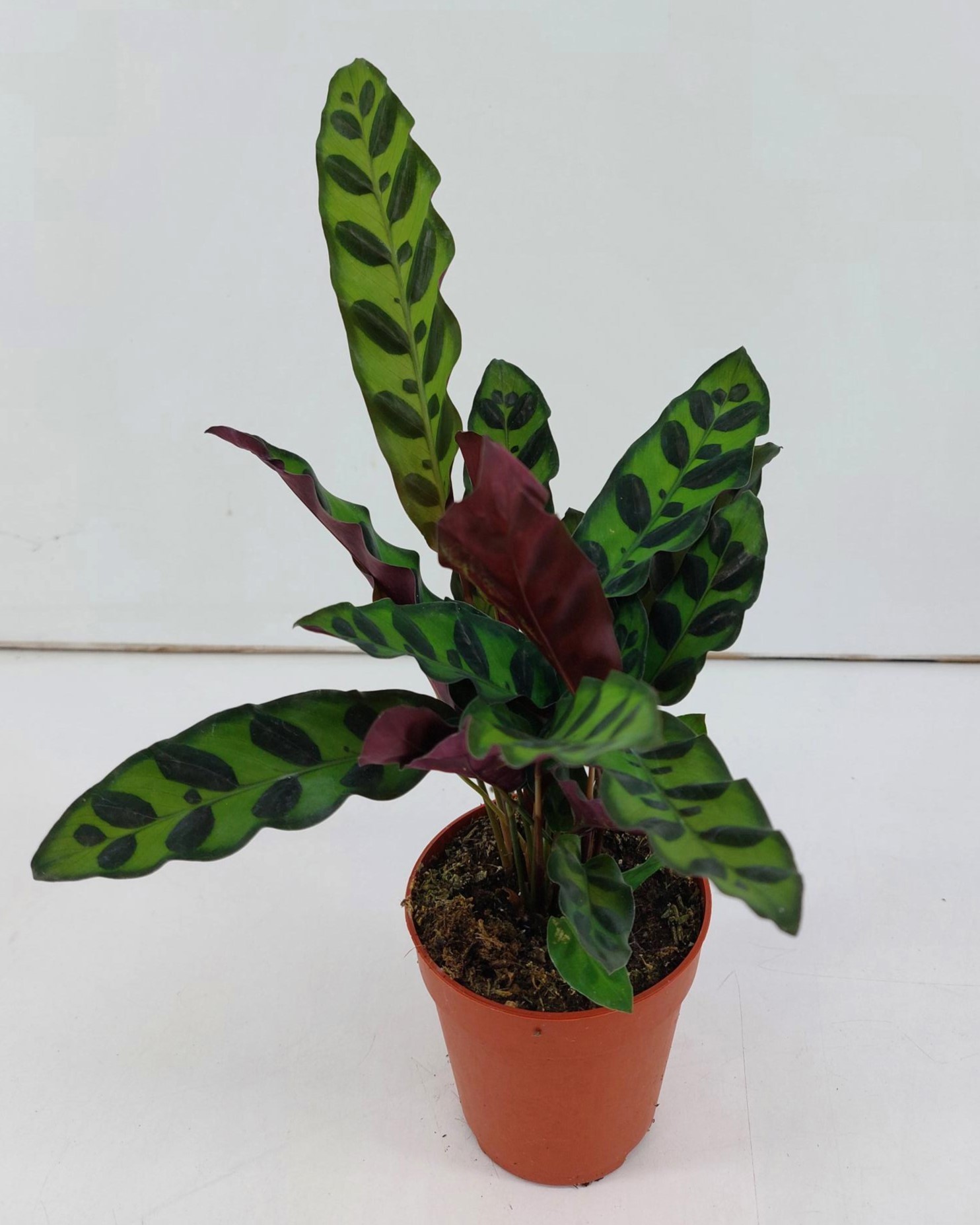 Calathea Insignis P9, D 9