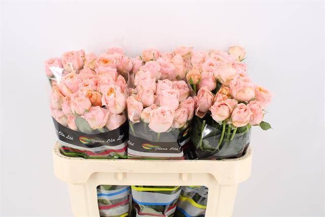 Роза куст. Джорджия Пич 70, шт.