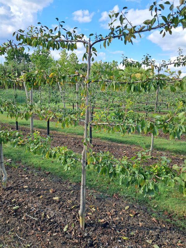 Prunus dom. 4-arm Horizontaal Opal Pruim leivorm, D 55