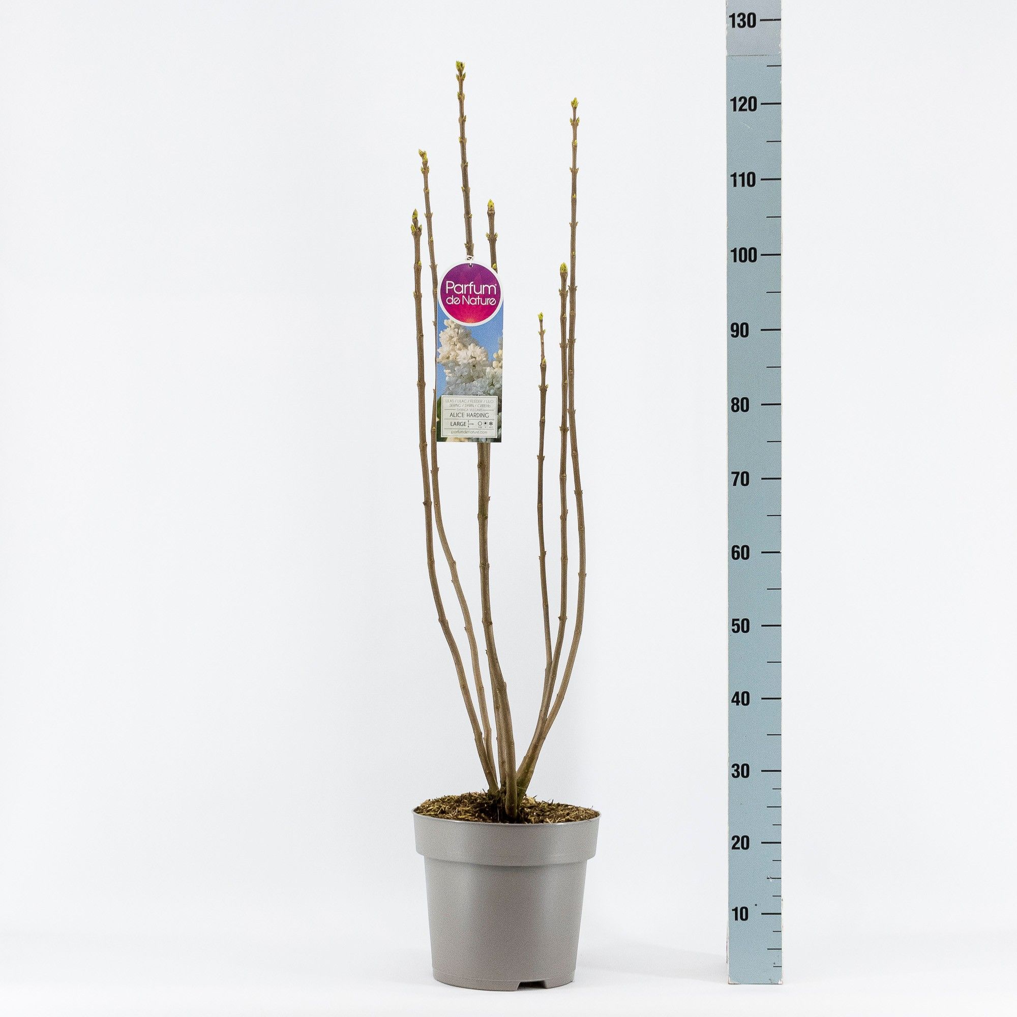 Syringa vul. Souv. d'Alice Harding 2-jr C10 sol. bloemknop, D 27