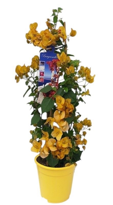 Bougainvillea 'Dania' GEEL bamboo PIRAMIDE, D 17