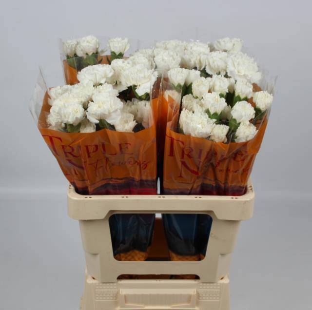 Диантус од. Наварро, шт.