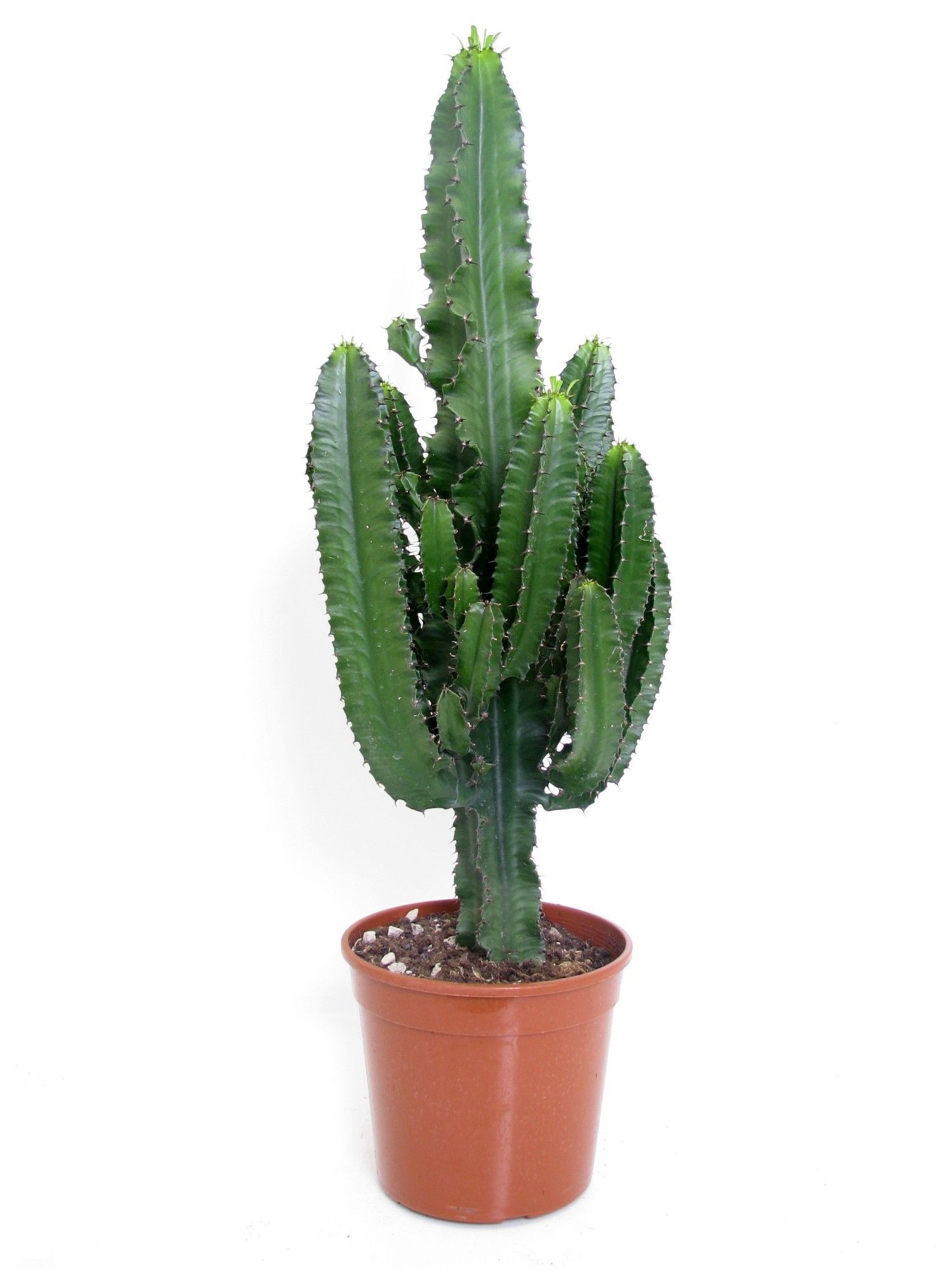 Euphorbia erytrea 24 cm, D 24