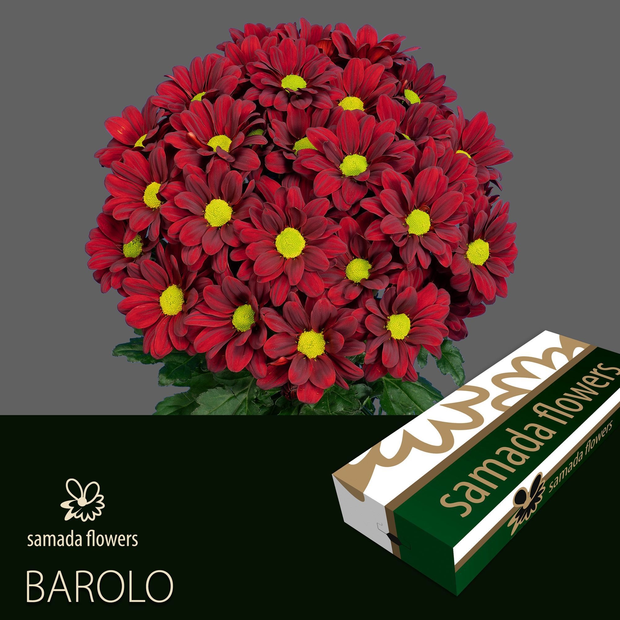 Хризантема куст. Бароло 70, шт.
