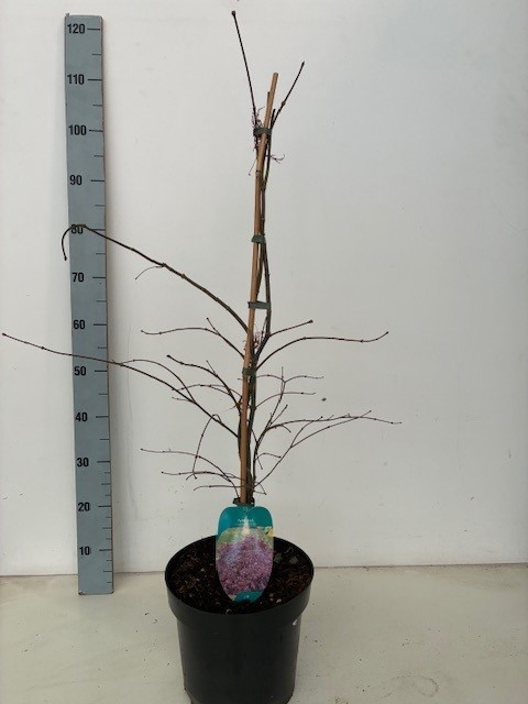 Acer palmatum 'Inaba-shidare' P26 BGT, D 26