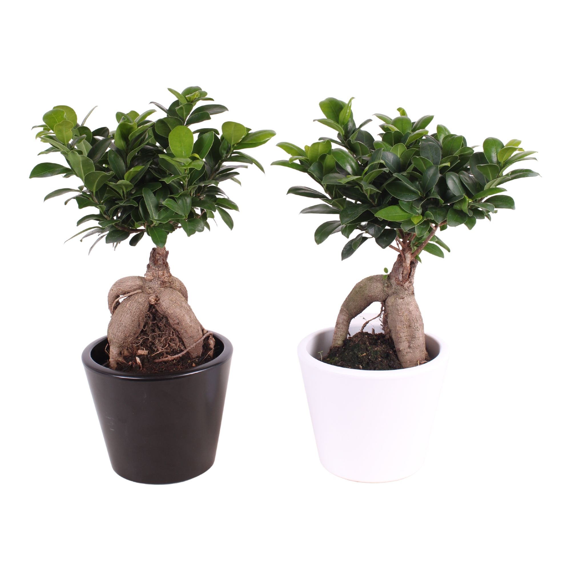 Ficus m. Ginseng in ø15cm in Karla Tin mix pot, D 15