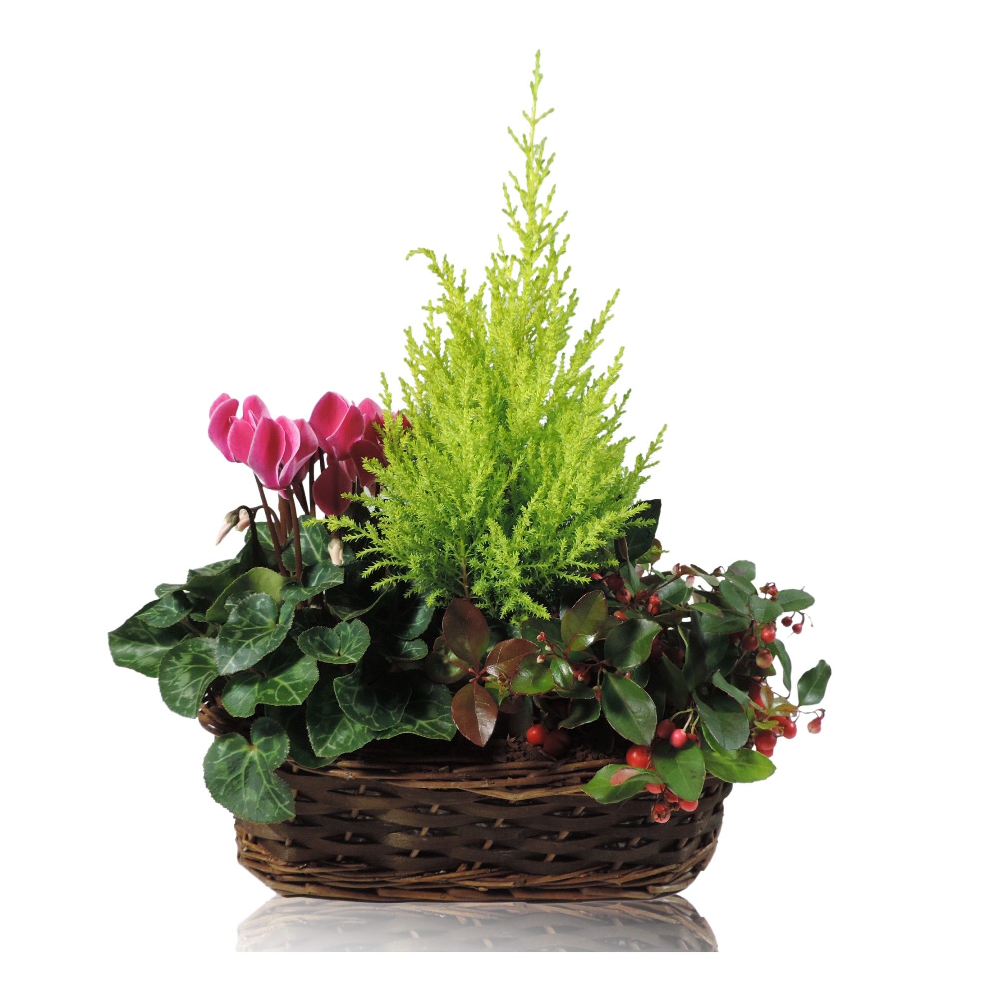 Arrangement Winter Specials Hanoi in Mand 30 cm, D 30