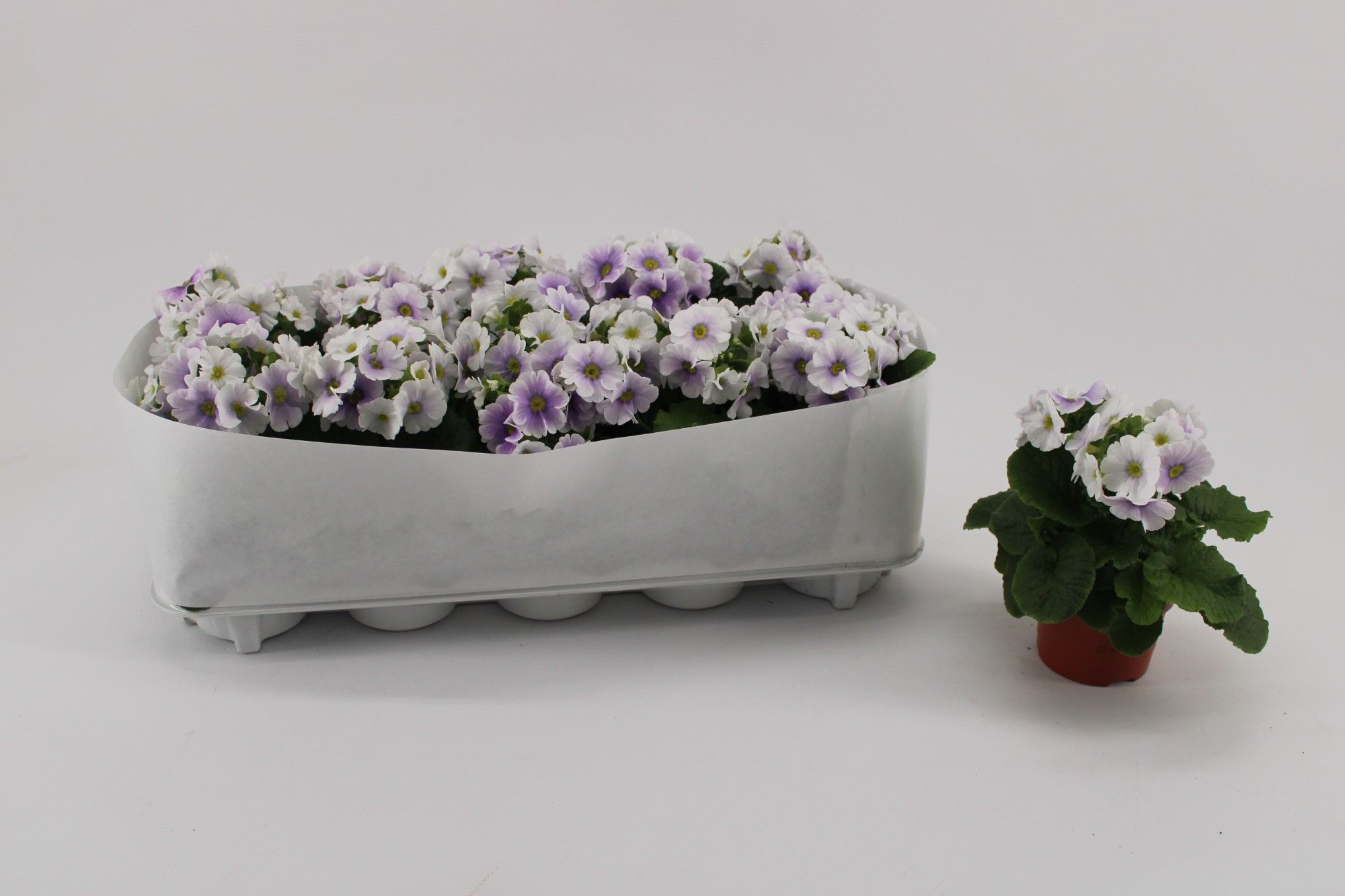 Primula Obconica Blue White, D 10,5