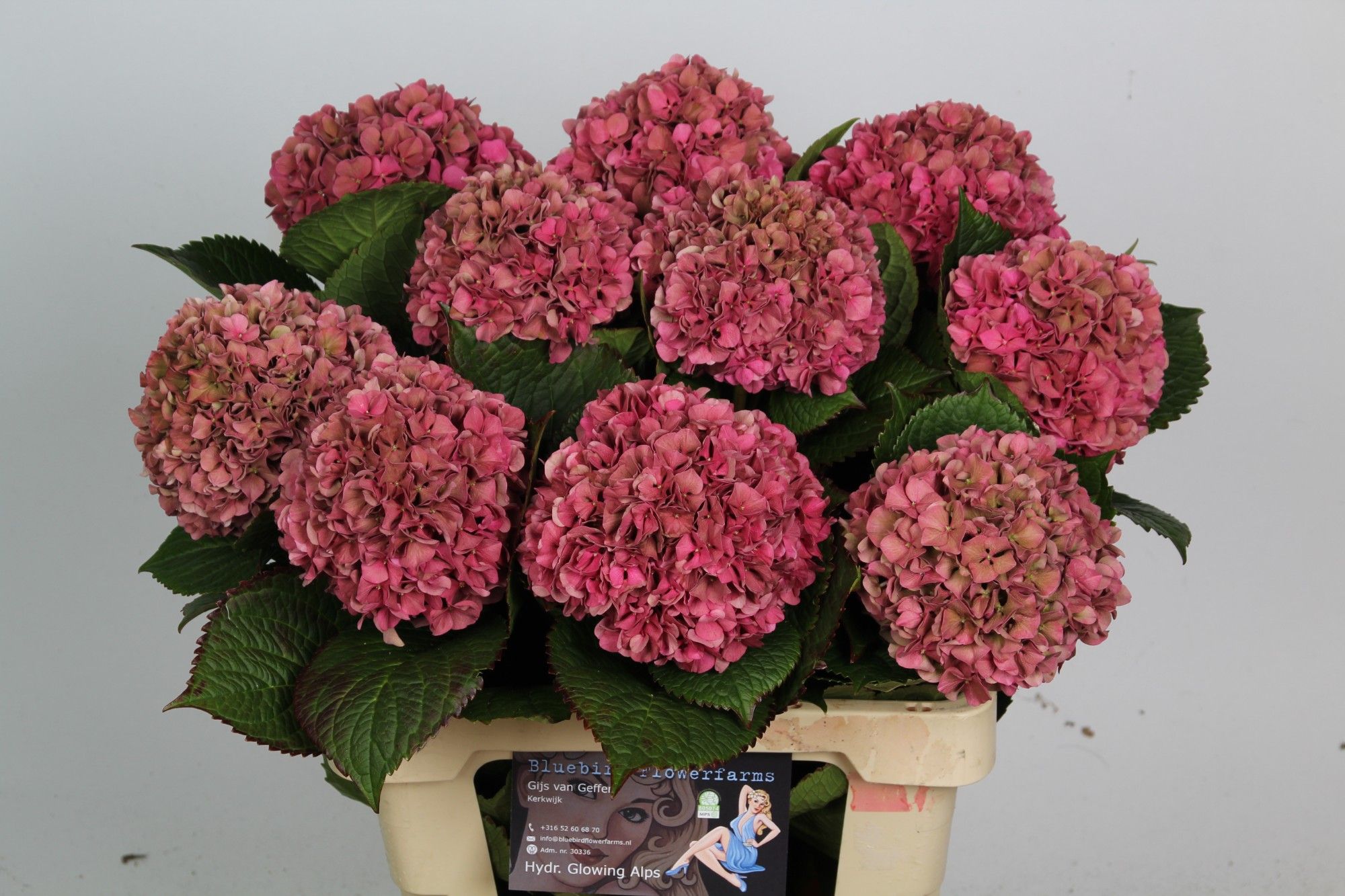 Гортензия Глоуин Альпс Классик 60, шт.