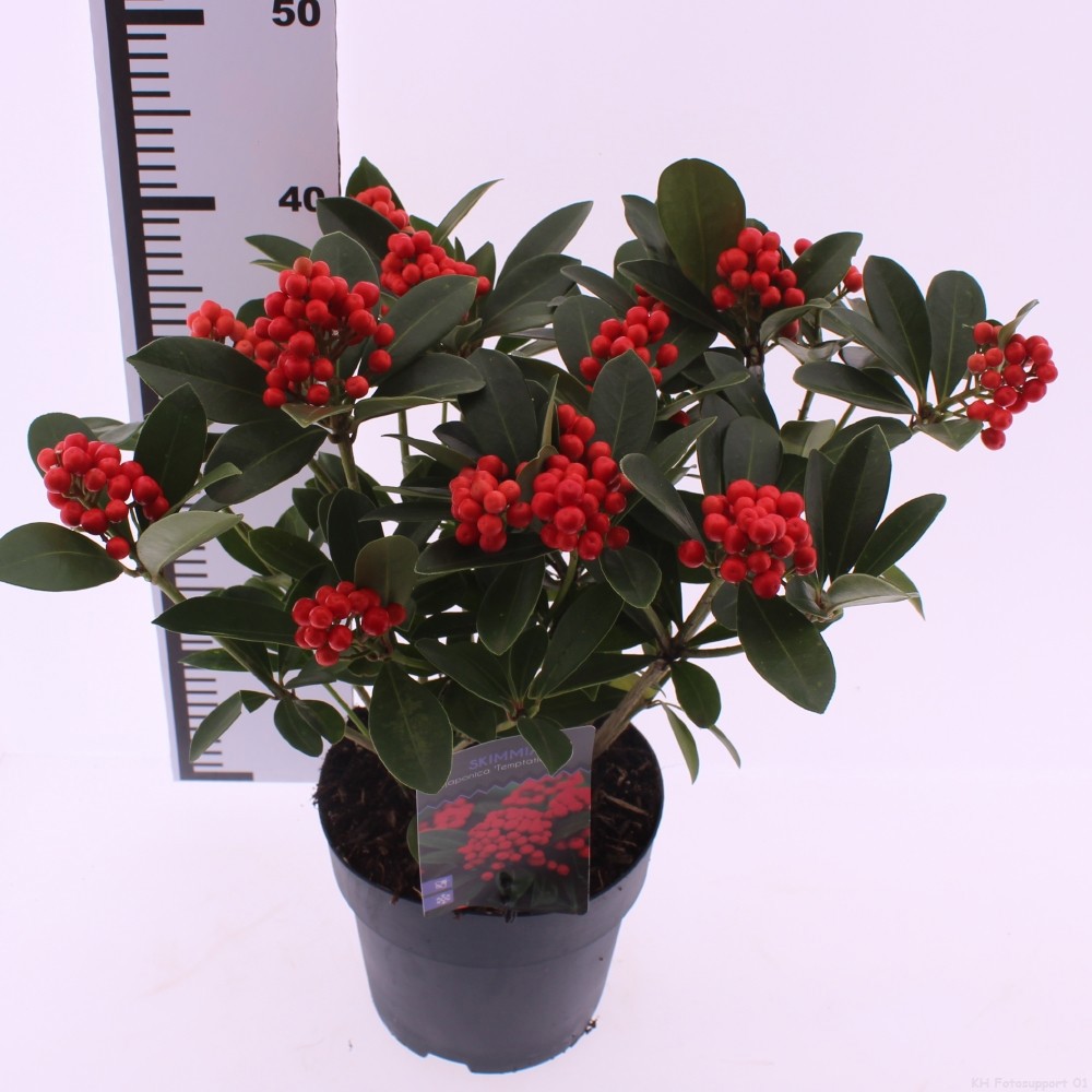 Skimmia japonica 'Temptation' PBR, D 19 cm
