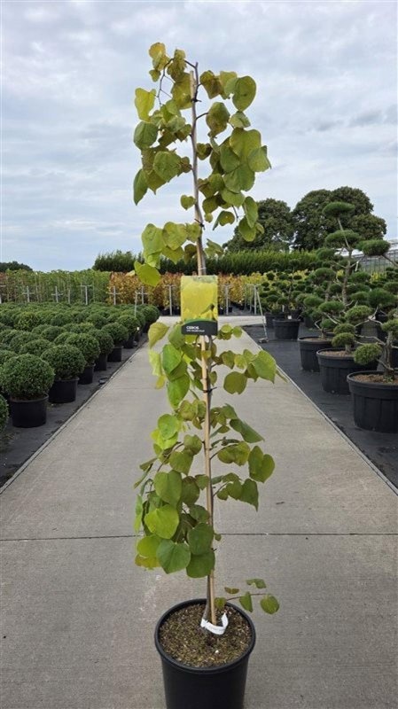 Cercis can. Golden Falls, D 40 cm