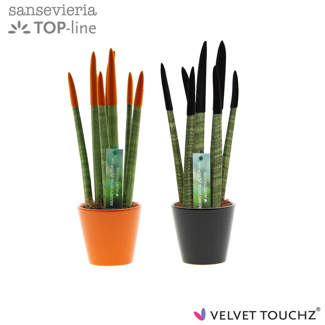 Sansevieria VELVET TOUCHZ® Halloween mix In keramiek R'dam, D 8,5