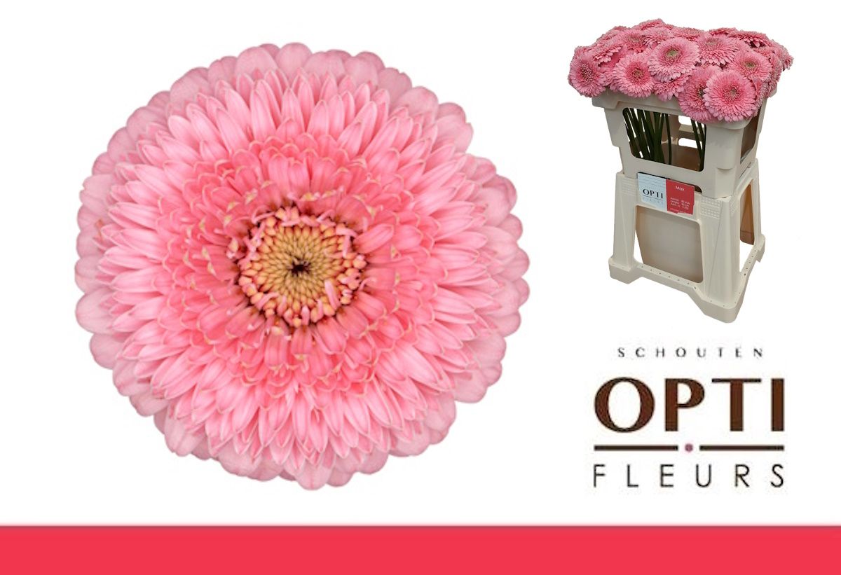 Гермини Помпон Пигги, шт.