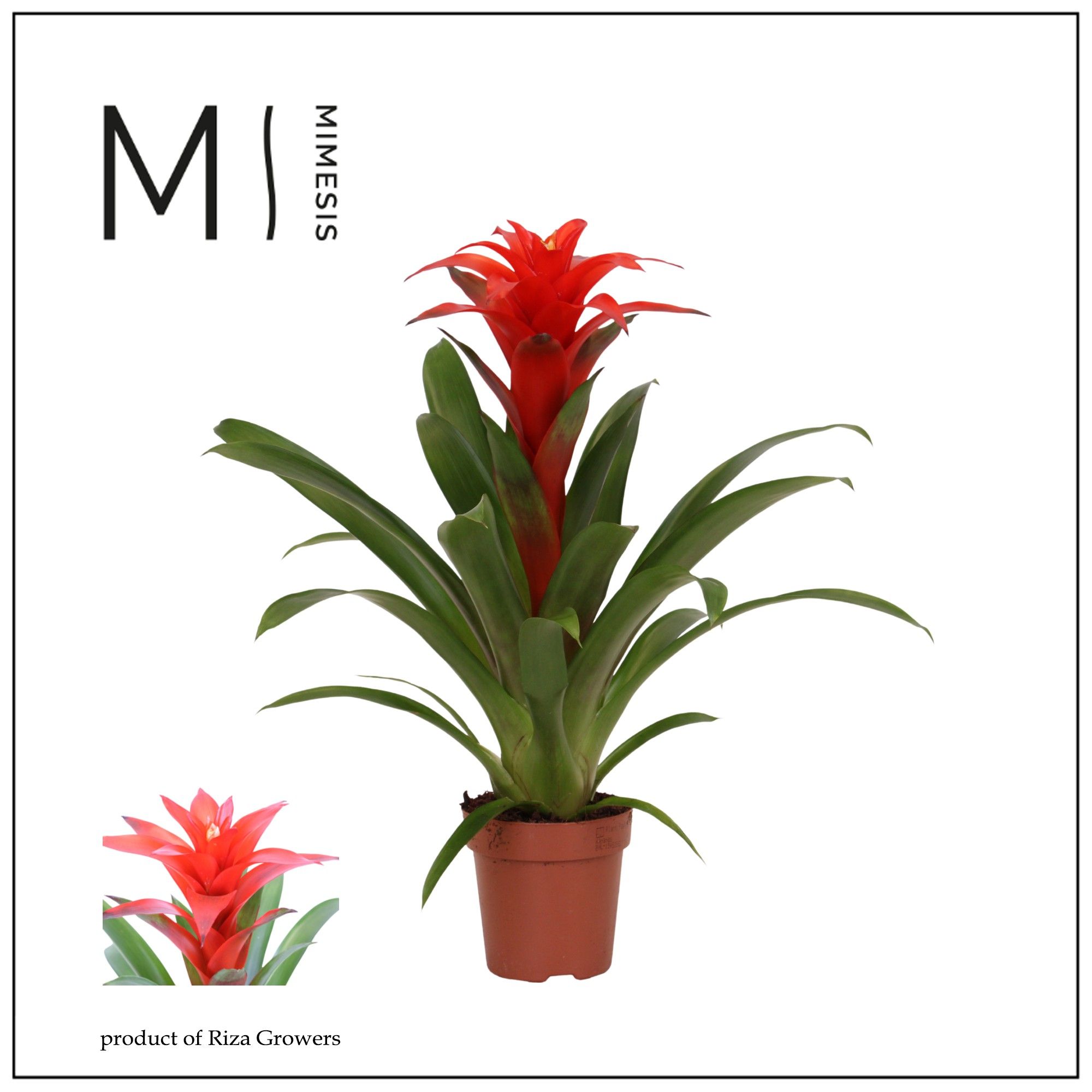 Guzmania Calypso - 12cm | Mimesis, D 12