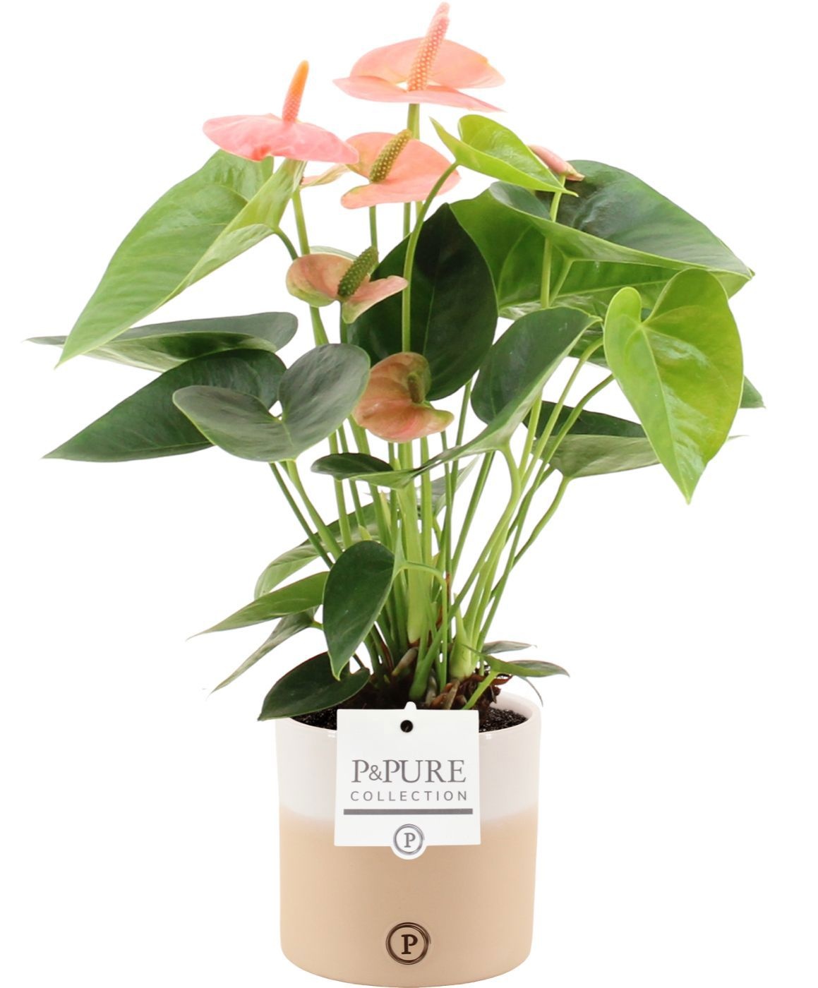 Anthurium Spirit in Pure Rosy ceramics, D 12