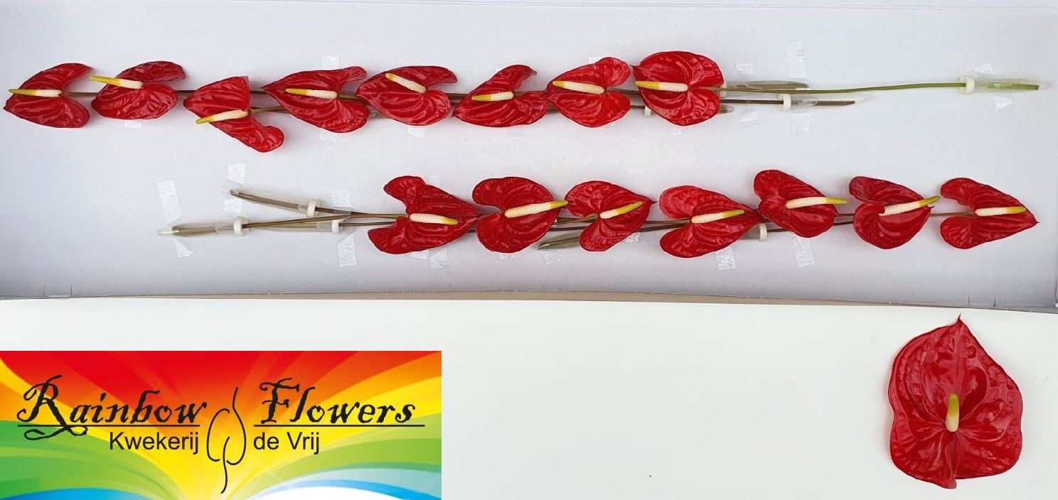 Антуриум Тропикал (красн.) x15, шт.