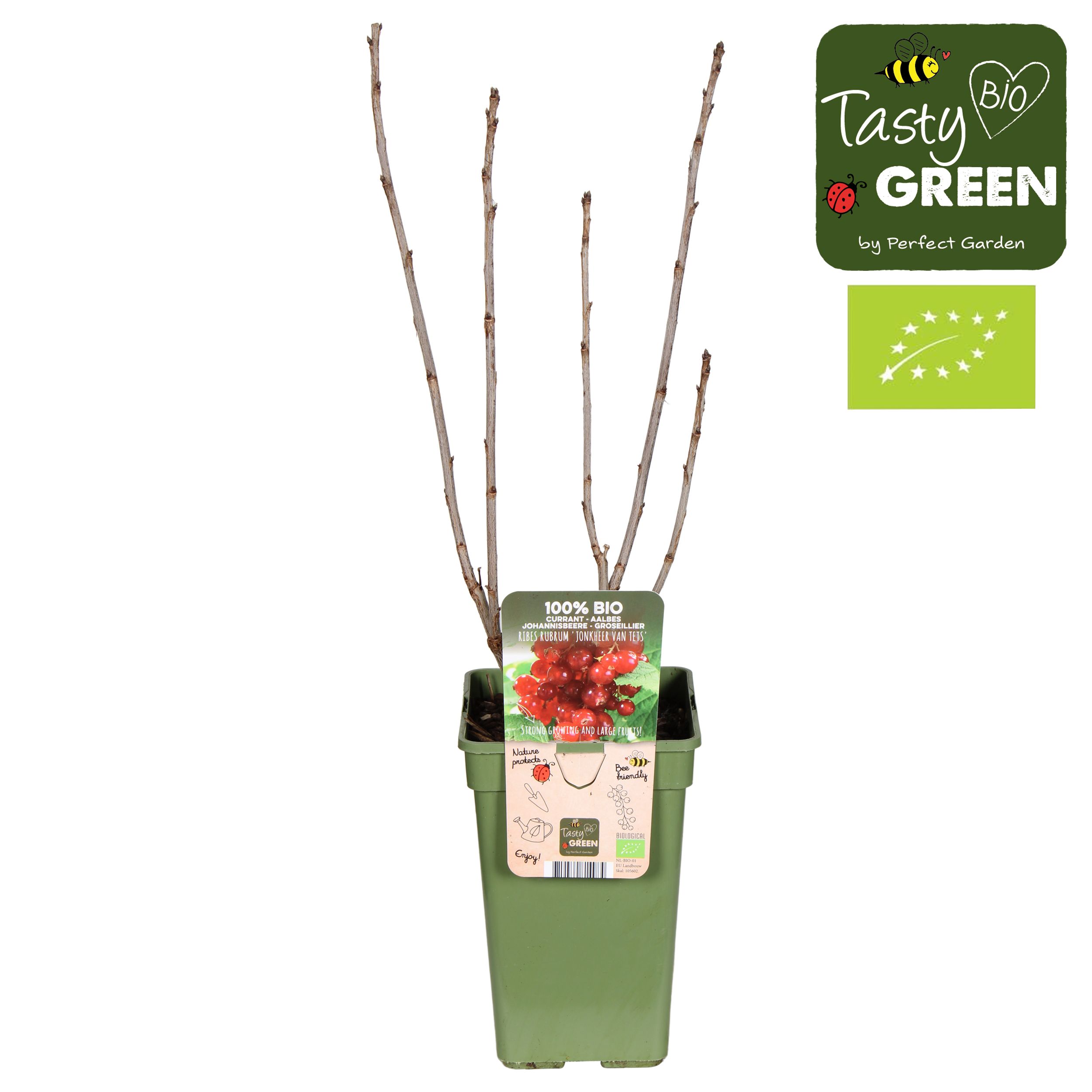 Ribes rubrum 'Jonkheer van Tets' Bio P19, D 19