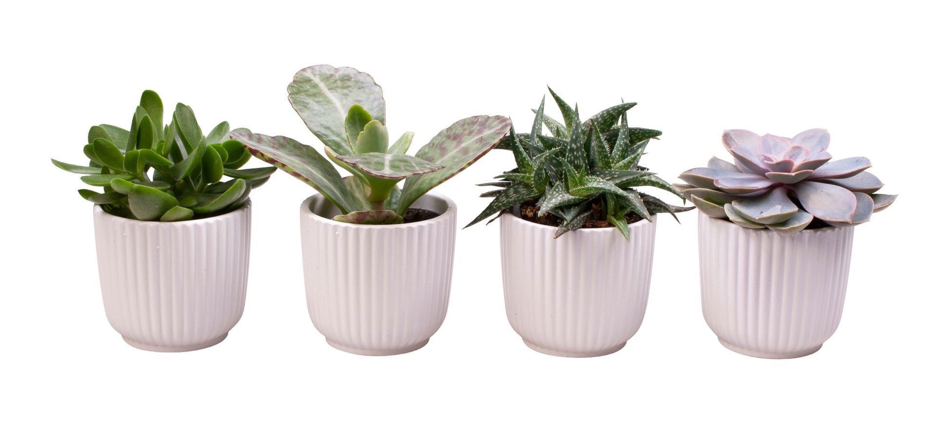 L 65587 with Succulent Mix, D 6