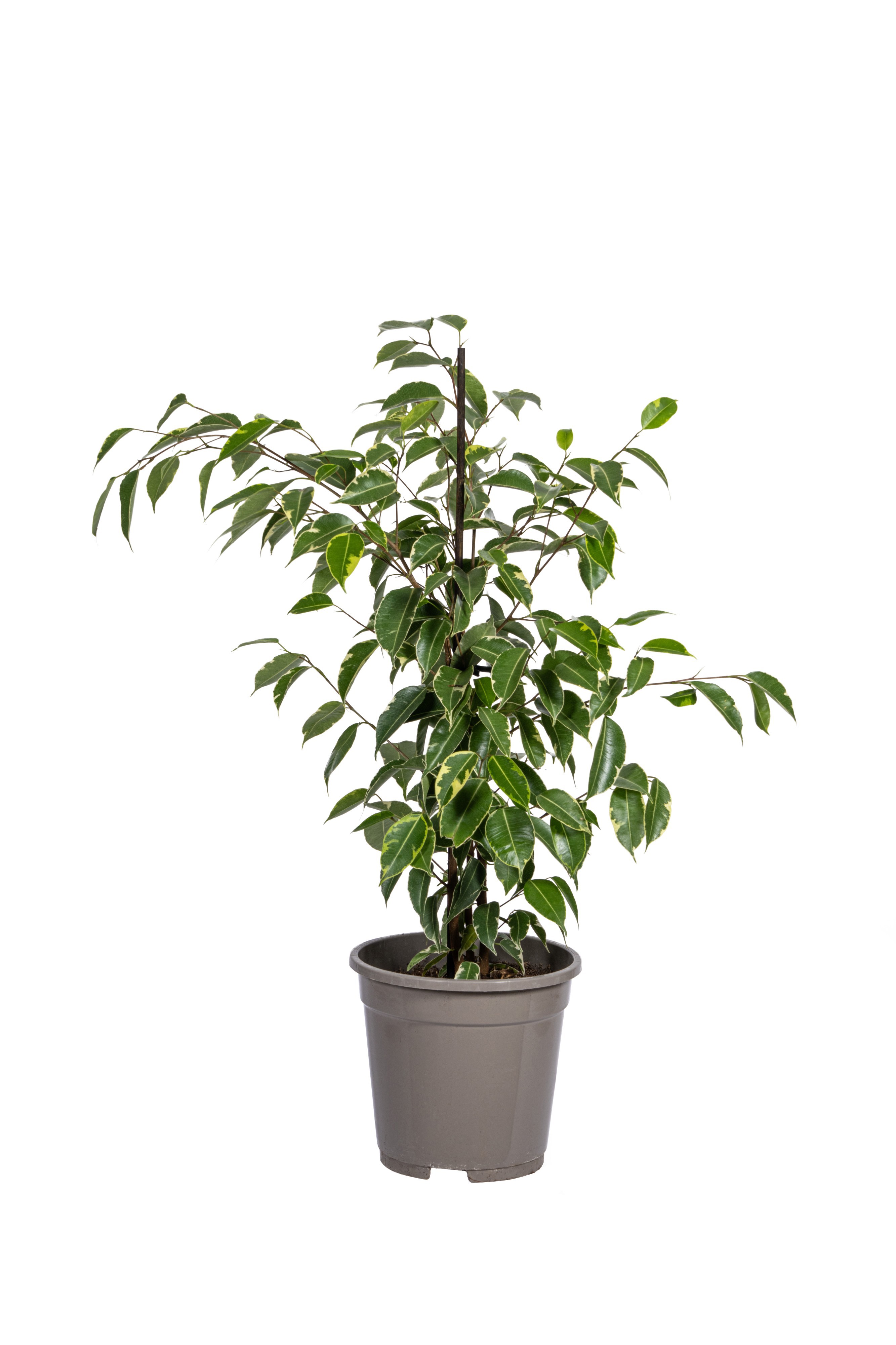 Ficus benjamina Golden King T17, D 17