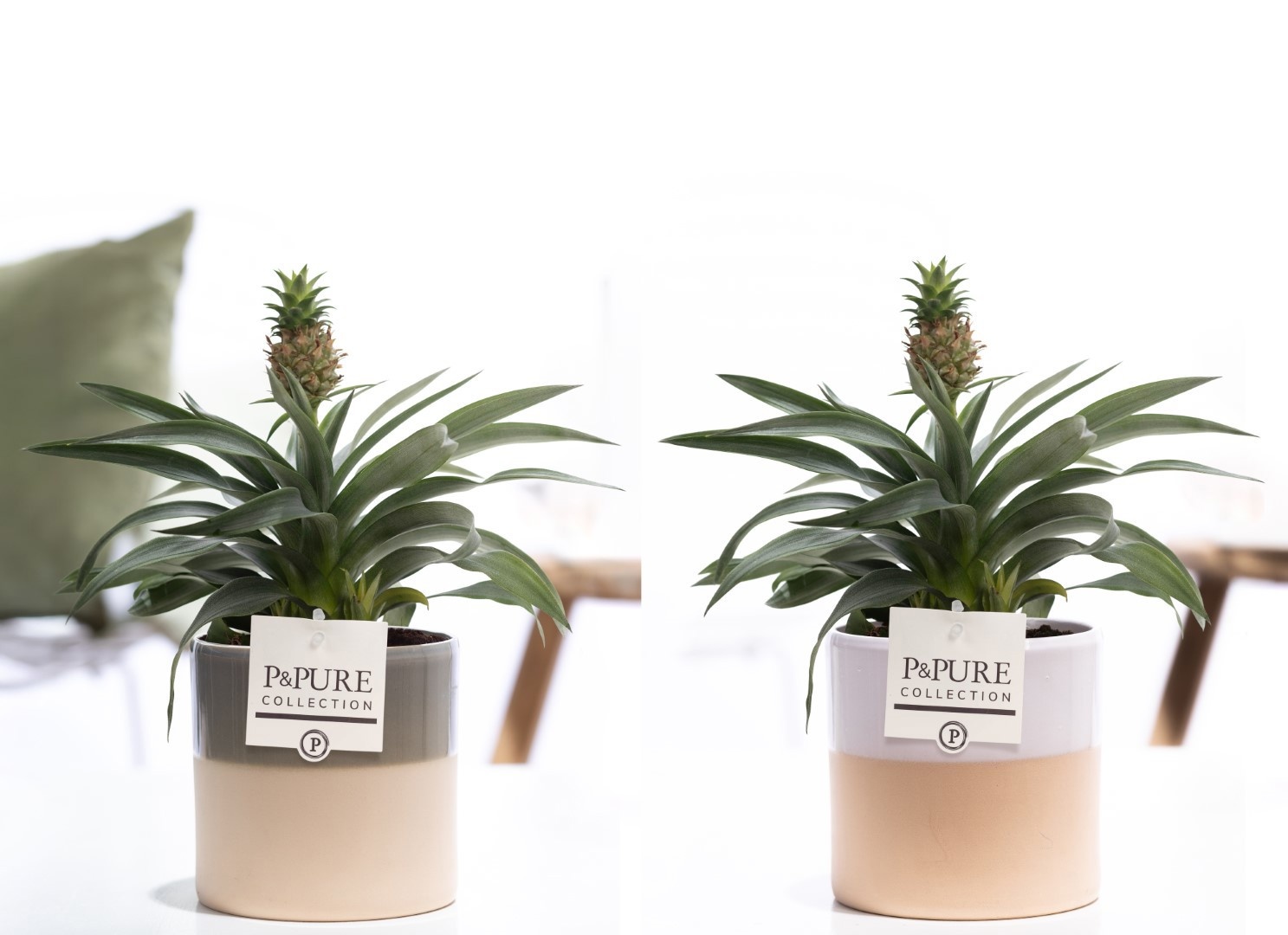 Ananas Rosita in P&PURE Tess 2 ceramics ass. 2, D 12