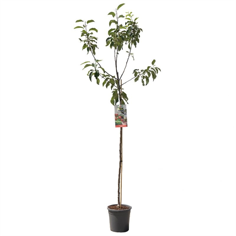 Malus dom. Gloster hoogstam Najaarsappel, D 31