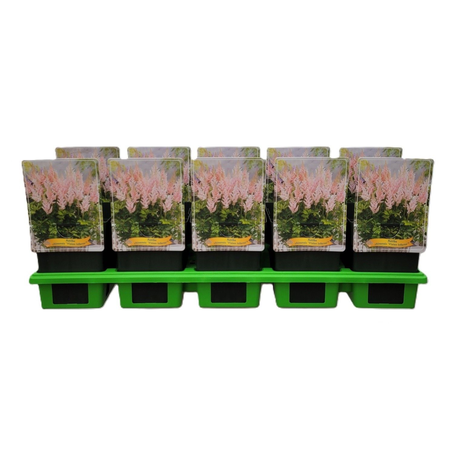 Astilbe chinensis 'Vision Inferno' P11, D 11 cm