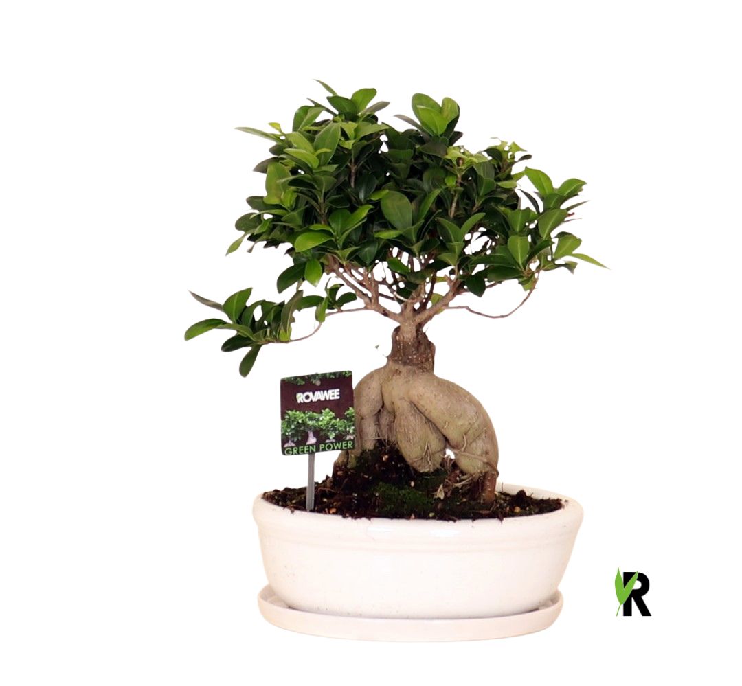 Ficus micr. Ginseng in keram. ovaal schaal met schotel wit, D 30