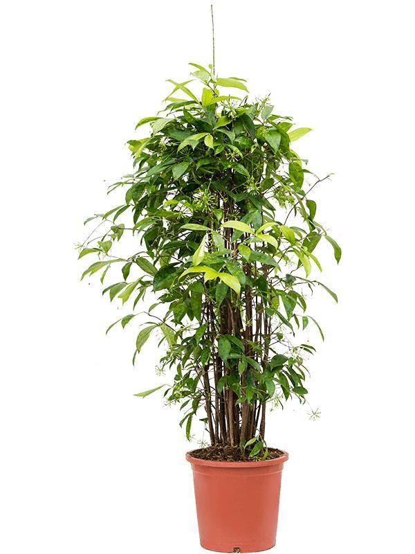 Dracaena surculosa (125-150), D 27