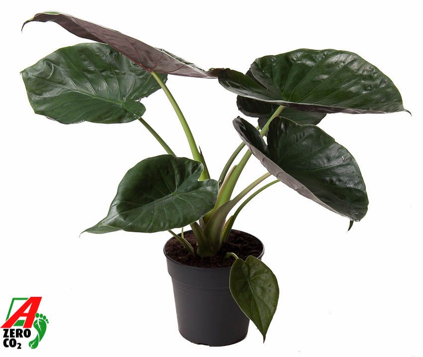 Alocasia Wentii (NO GAP), D 24
