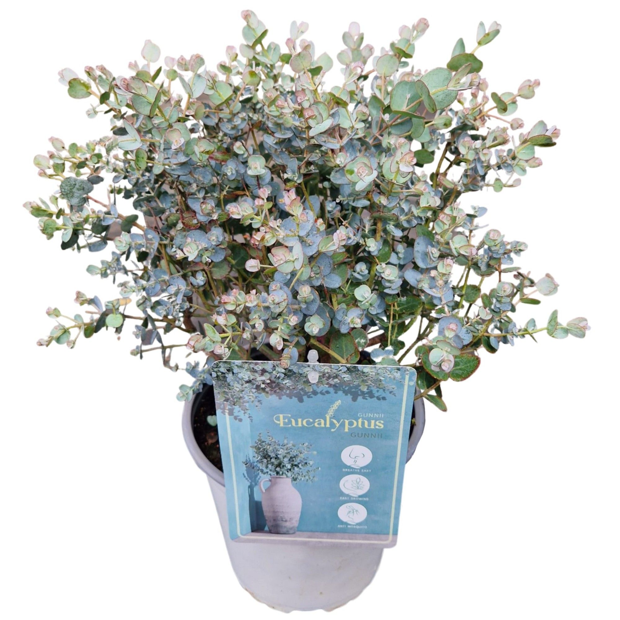 Eucalyptus Gunnii, D 17