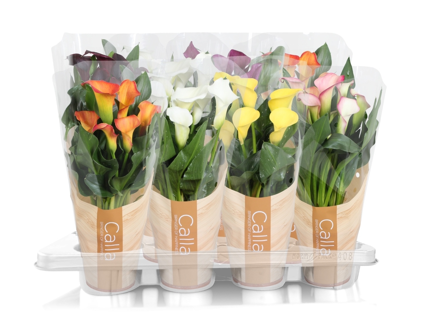 Zantedeschia gemengd Calla mix in bedrukte hoes, D 13