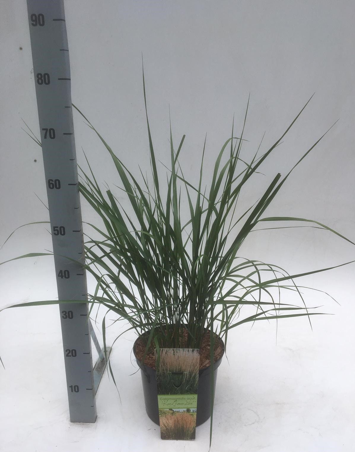 Calamagrostis 'Karl Foerster', D 23
