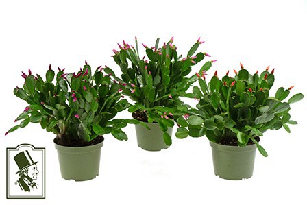 RHIPSALIDOPSIS-HYBRID, D 12