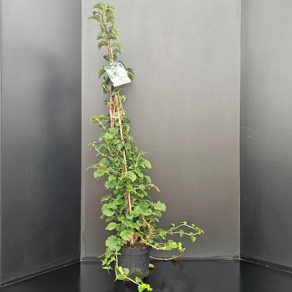 Hydrangea petiolaris, D 23