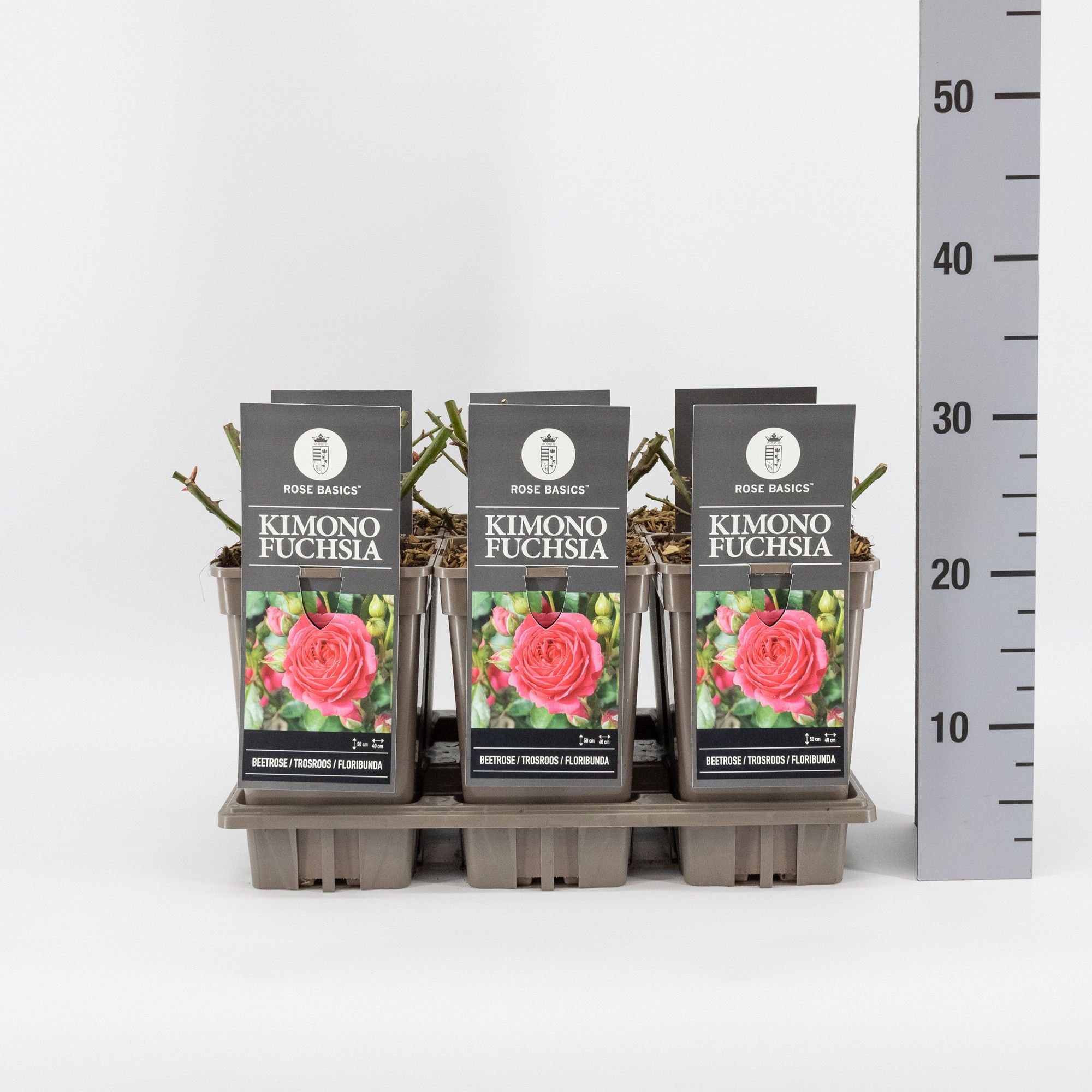 Rosa (F) Kimono Fuchsia, C3, D 17