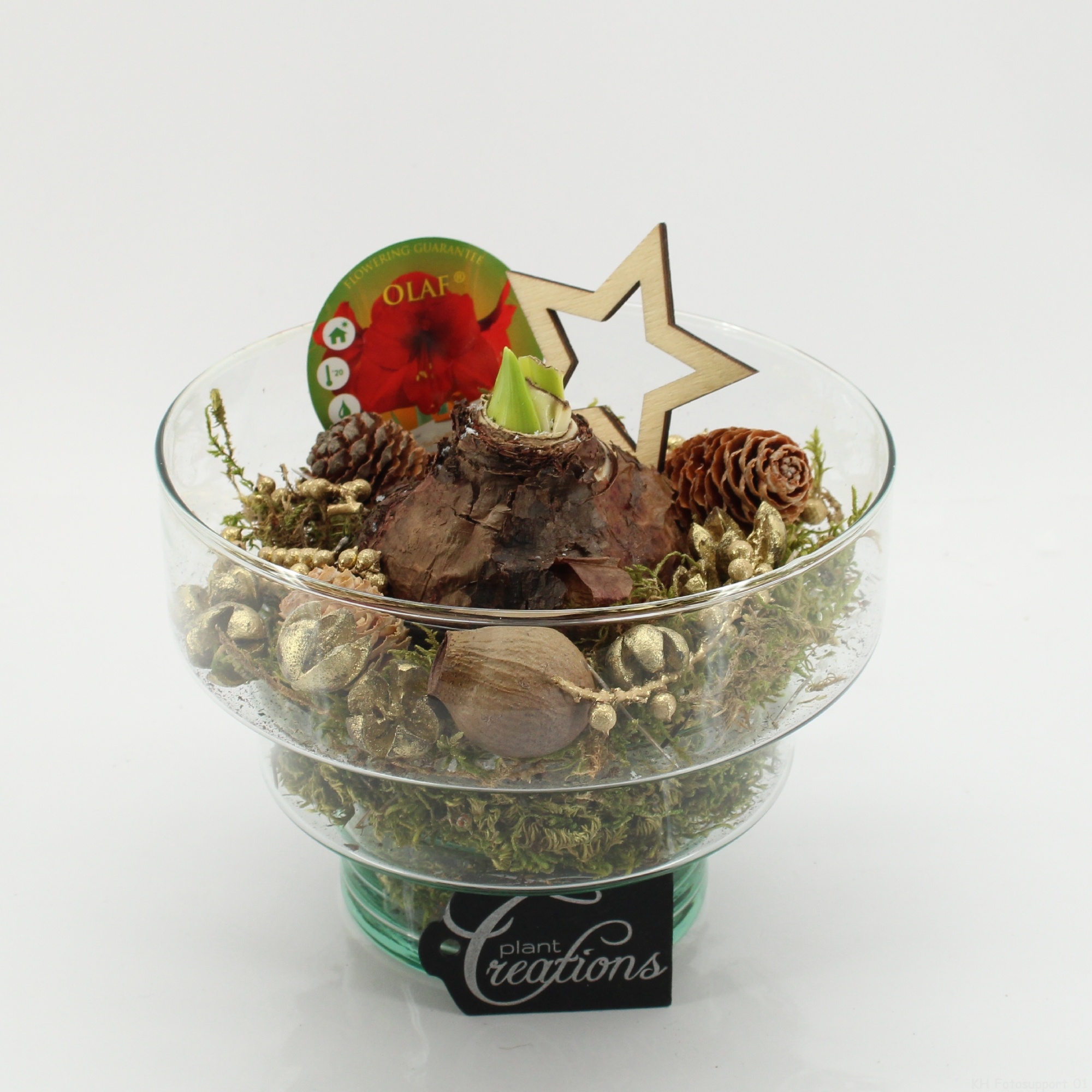 HICR-2504R Kerst Amaryllis, D 17 cm