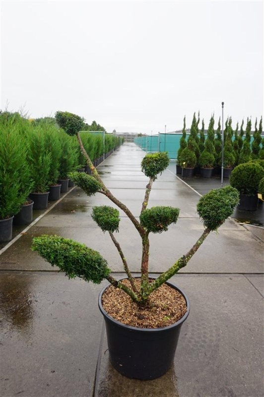 Taxus media 'Densiformis', bonsai, D 55