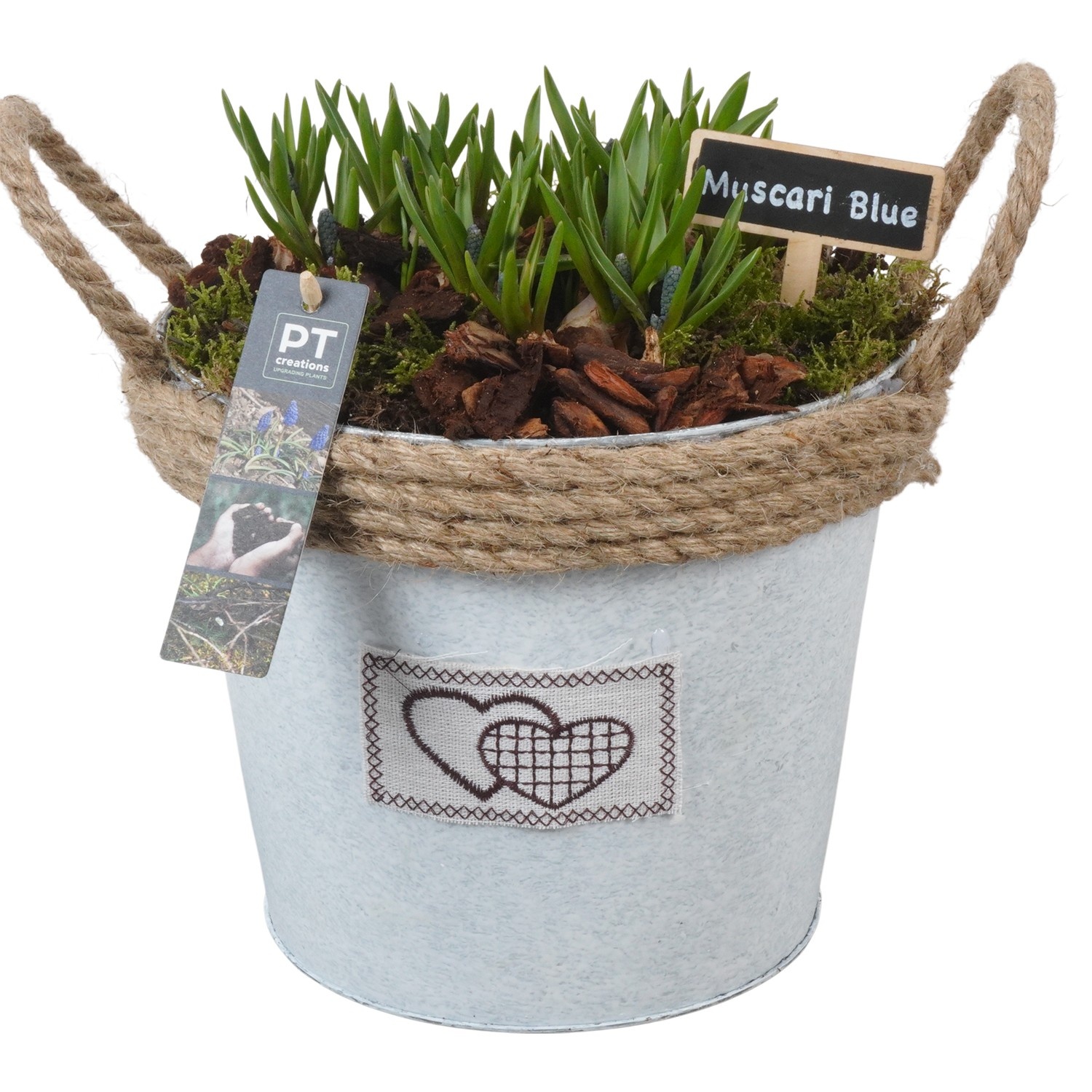 PTMB6190 Arrangement Muscari Blue in zink pot, D 22