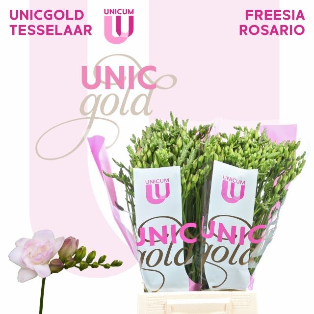 Фрезия дв. Розарио 50, шт. Фрезия дв. Розарио 50, шт.