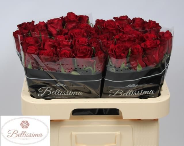 Роза од. Эвер Рэд 60, шт. Роза од. Эвер Рэд 60, шт.