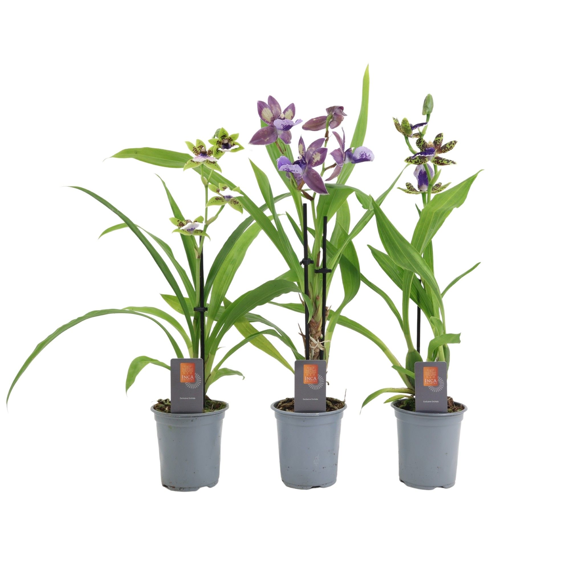 Inca Zygopetalum 1 spike 9cm, D 9