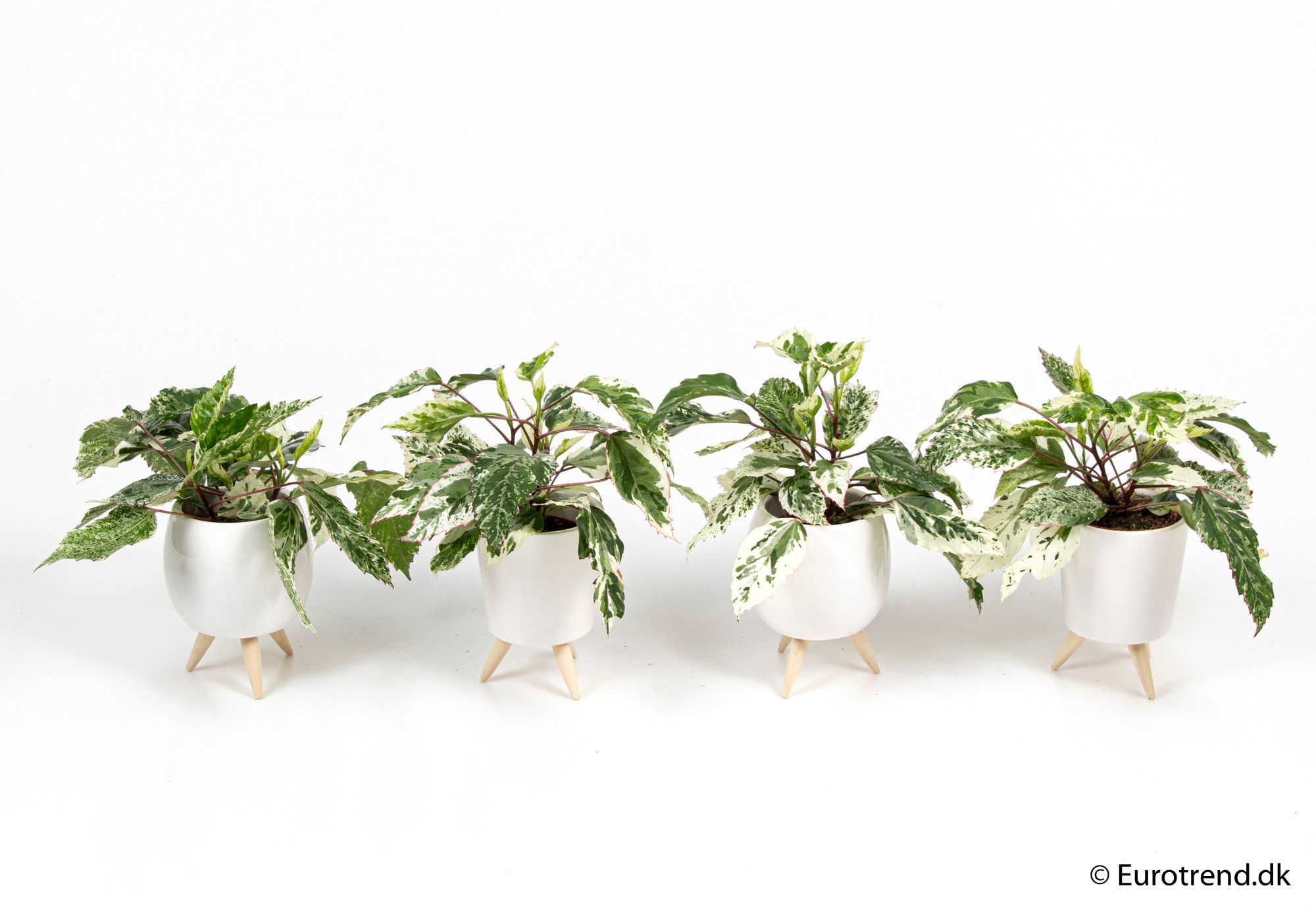 Hibiscus variegata in ceramic with leg - New Look 2025, D 6