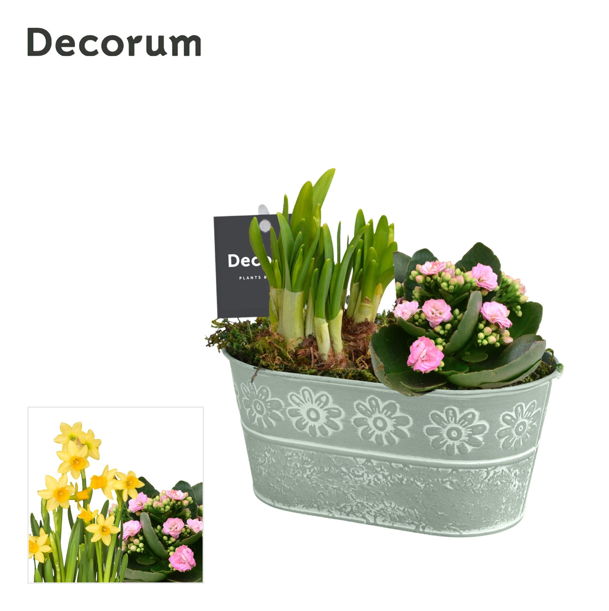 Calandiva & Narcis Flower Oval GM HL24347, D 15