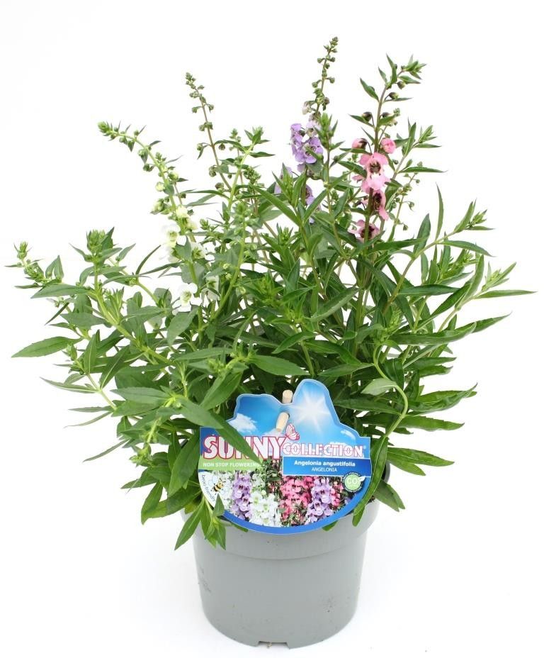 Angelonia angustifolia, Sunnycollection, Trio, D 13