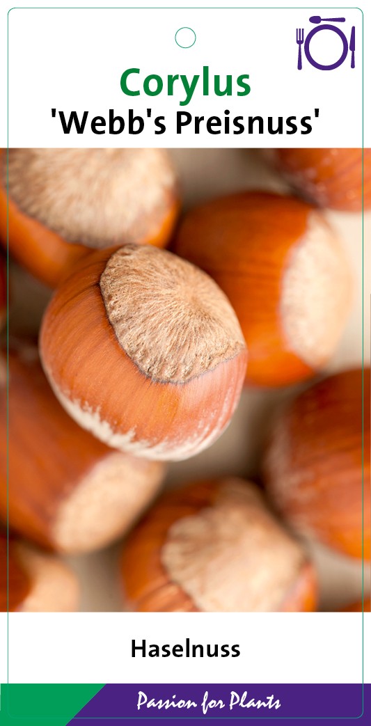 Corylus maxima 'Webb's Preisnuss' 80-100C5, D 23 cm