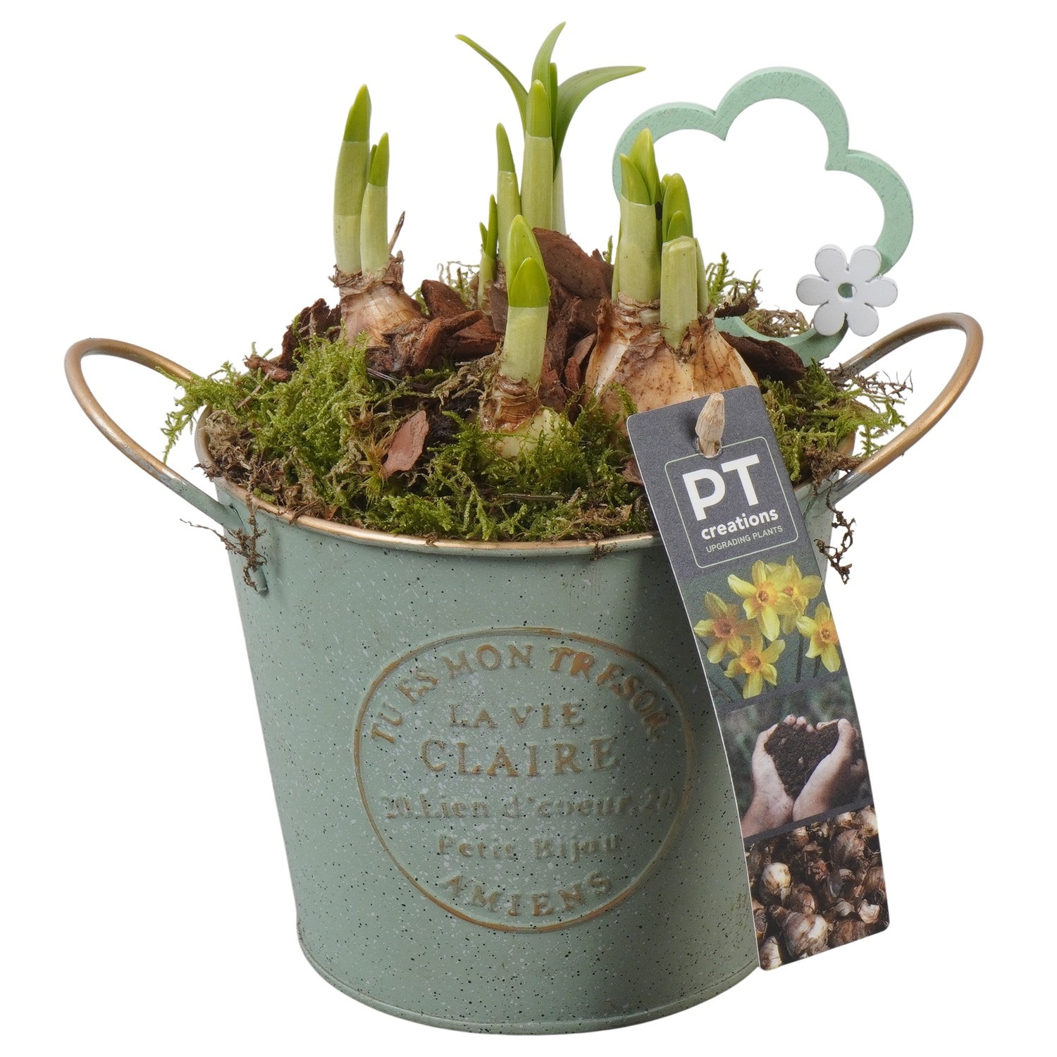 PTN8550 Arrangement Narcissus in zink pot, D 13