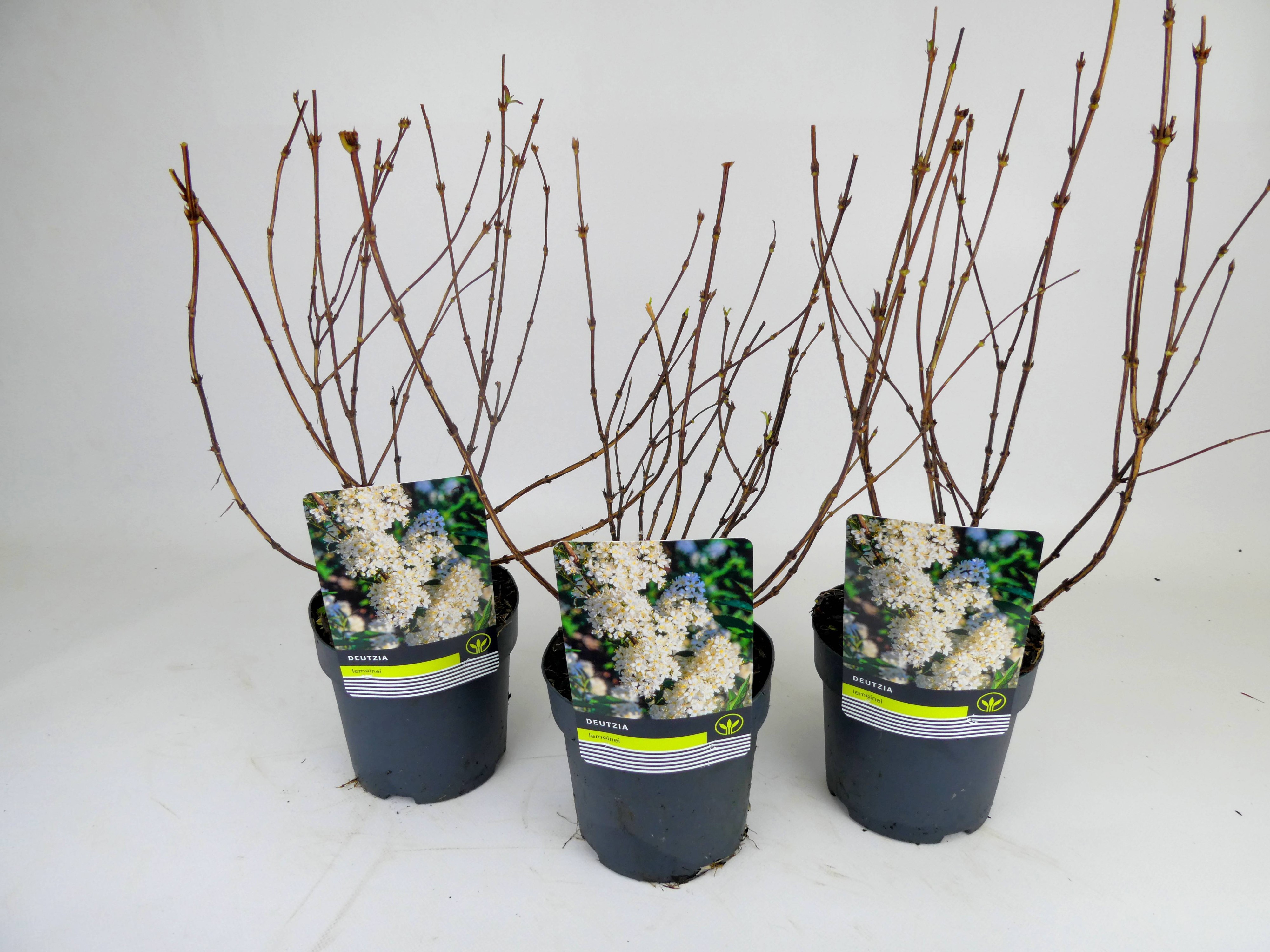 Deutzia Mixlaag, D 14