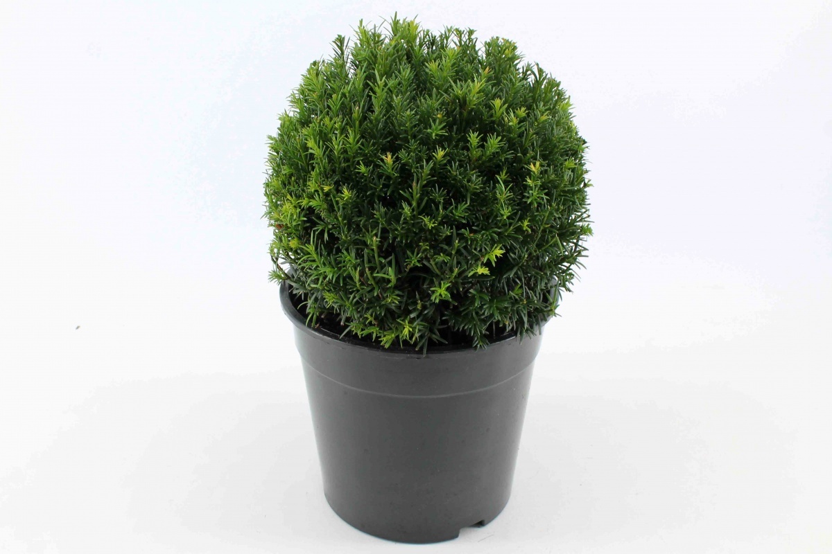 Taxus media 'Groenland', bol, D 23