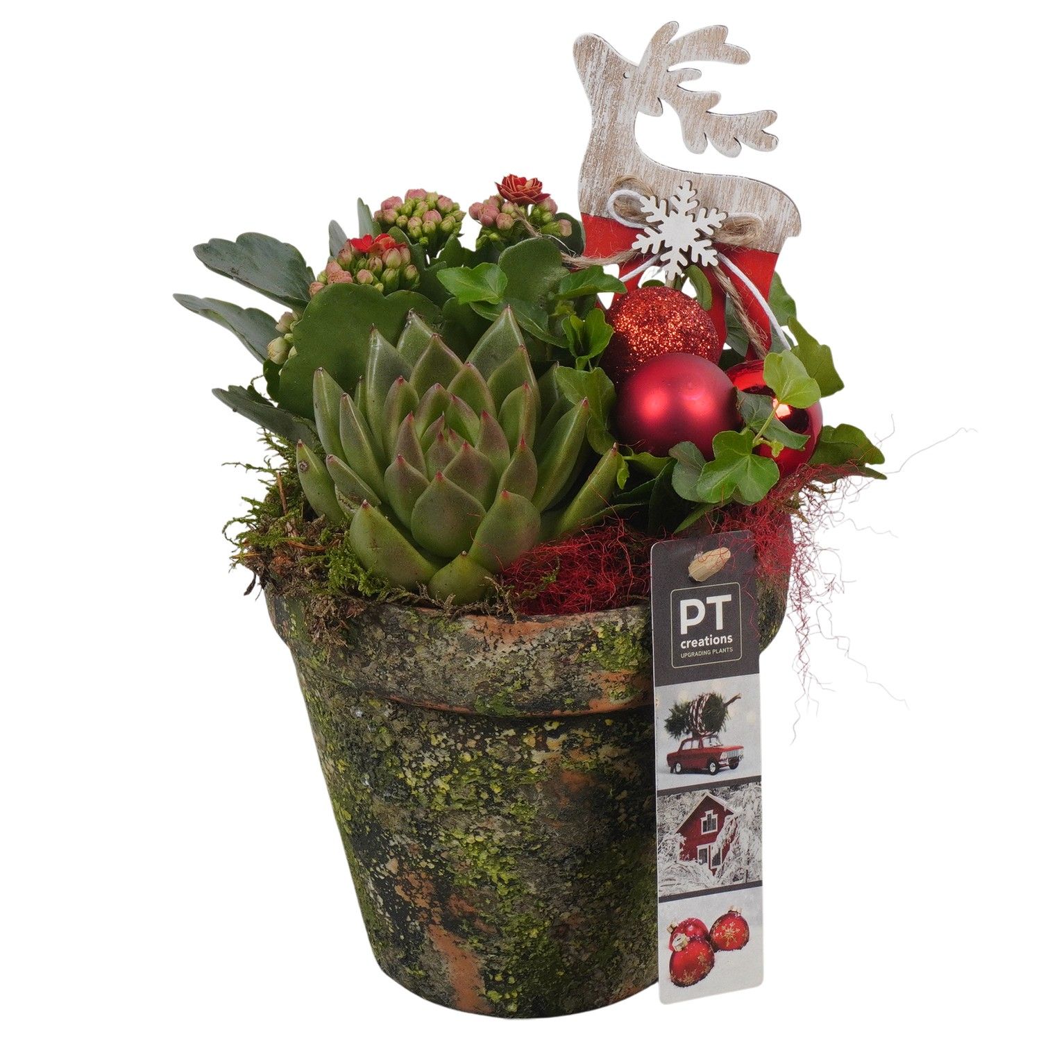 PTCHR7363 Arrangement Christmas Red in terracotta pot, D 13 cm