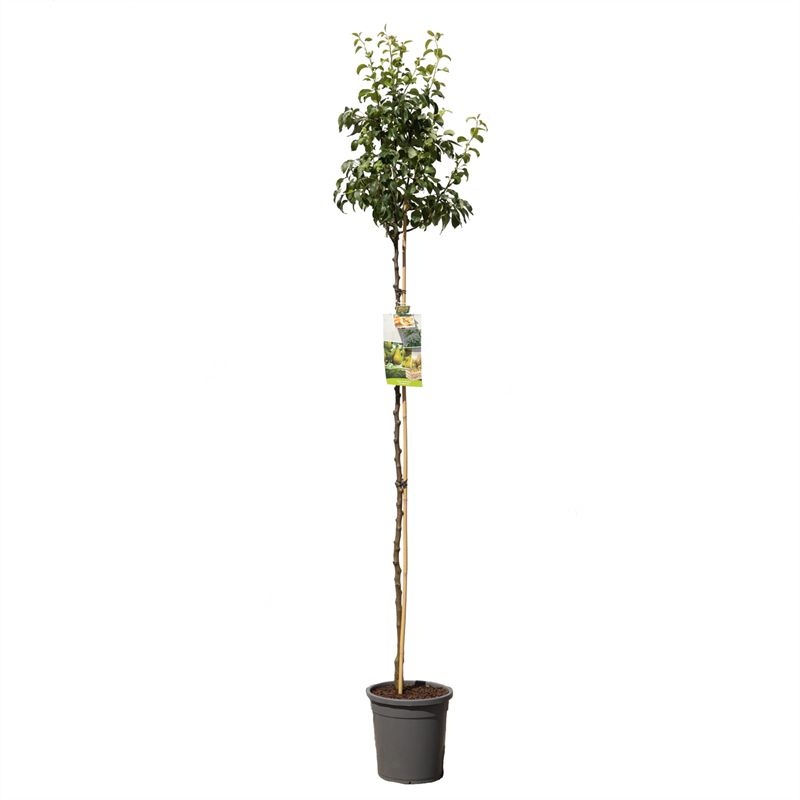 Pyrus comm. Conference hoogstam Handpeer, D 31